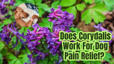 Does Corydalis Work For Dog Pain Relief?