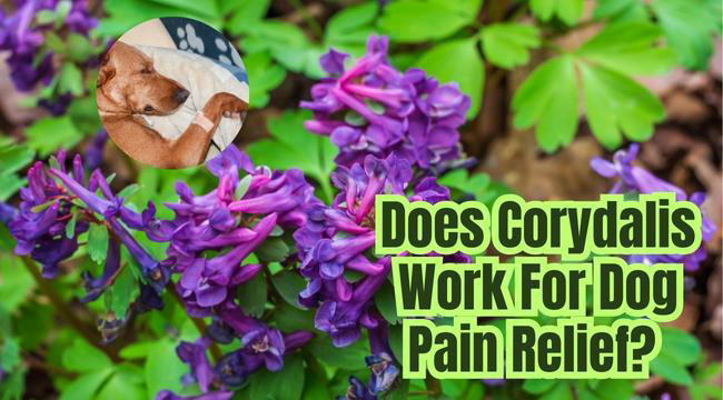 Does Corydalis Work For Dog Pain Relief?