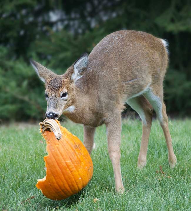 Does Deer Eat Pumpkins