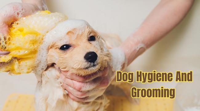 Reasons Why You Need To Prioritize Dog Hygiene And Grooming