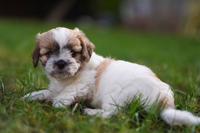 Shichon puppy