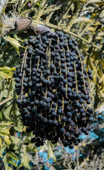 What Is Açaí?