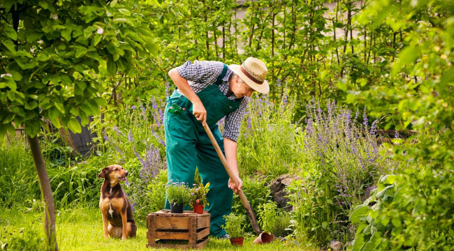 flowers that are dog friendly