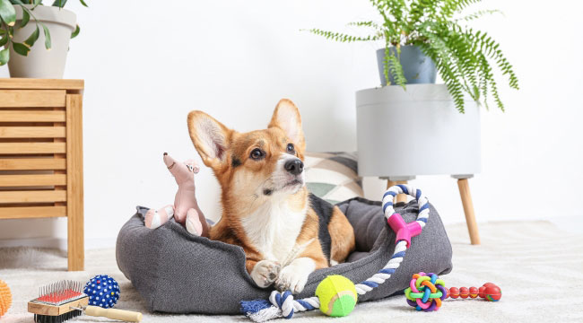 pet proofing