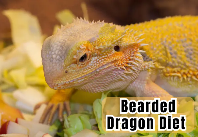 Bearded Dragon Diet