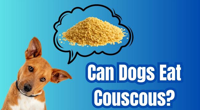 Can Dogs Eat Couscous?