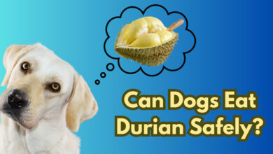 Can Dogs Eat Durian?