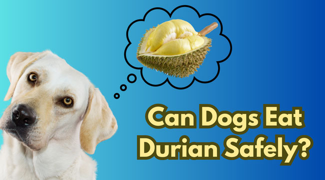 Can Dogs Eat Durian?