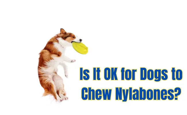 Is It OK for Dogs to Chew Nylabones?