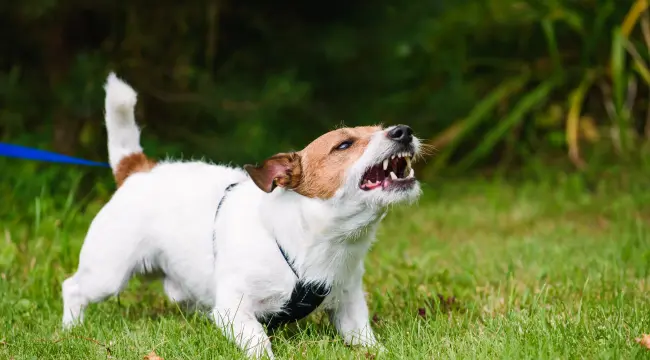 Methods to Control a Dog's Aggression