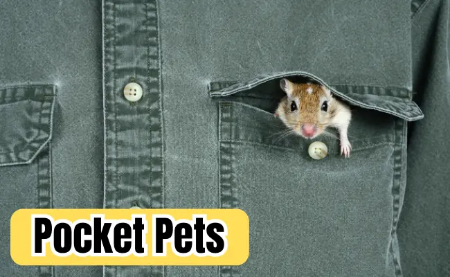 Pocket Pets