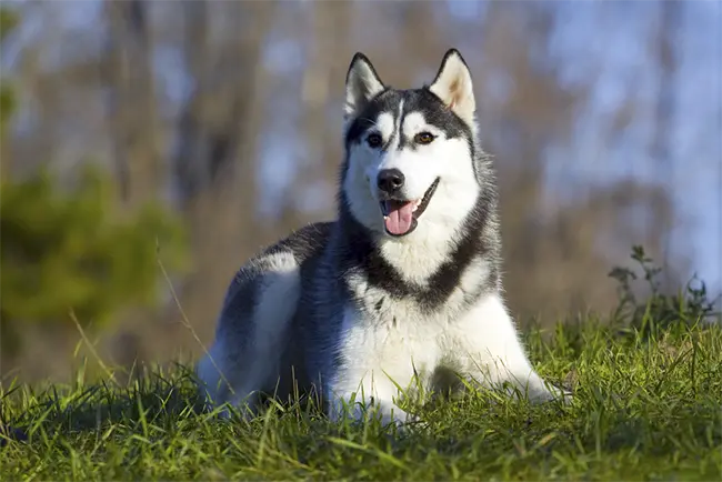 Siberian Husky