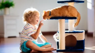 best cats for families
