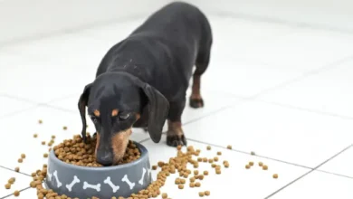 best dog bowl for dachshund