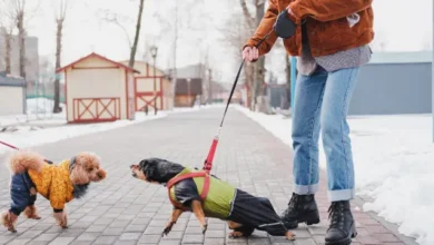 dog to dog aggression training