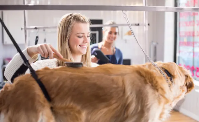 golden retrievers grooming