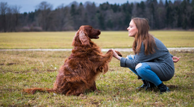 how to prepare your dog for training