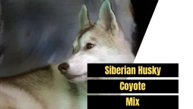 husky coyote mix