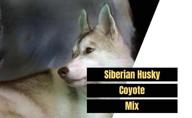 husky coyote mix