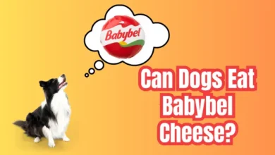 Can Dogs Eat Babybel Cheese?