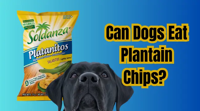 Can Dogs Eat Plantain Chips