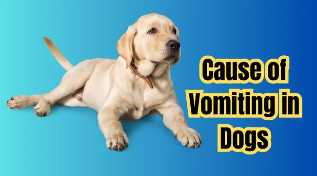 Cause of Vomiting in Dogs