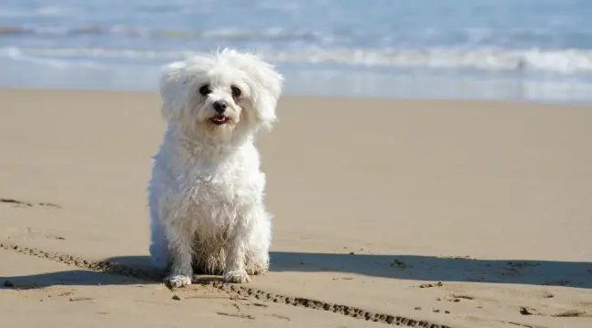 Crusty White Dog