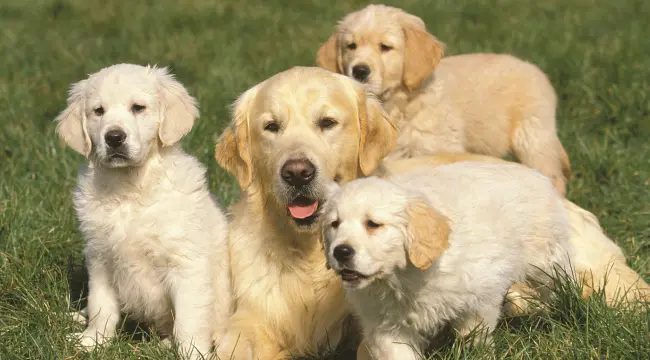 Golden Retriever Puppies