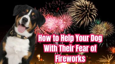 How to Help Your Dog With Their Fear of Fireworks