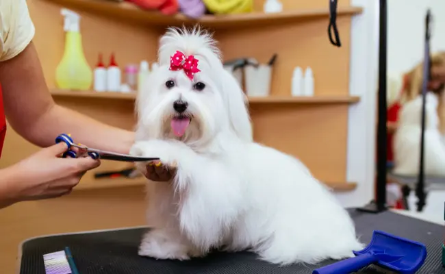 Best Dog Grooming Tips