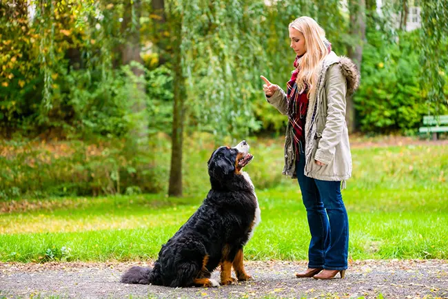 Brain Training for Dogs