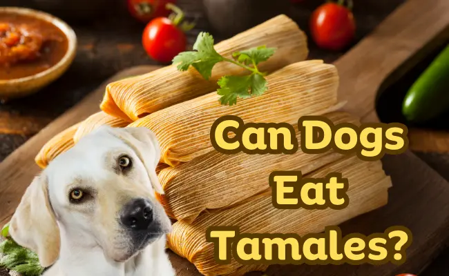 Can Dogs Eat Tamales?