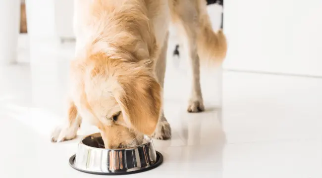 Delicious World of Dog Food Topper Flavors