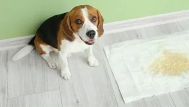 Dog and Puppy Pee Pads
