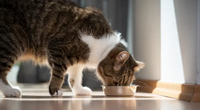 Exploring the Benefits of Tofu Cat Litter