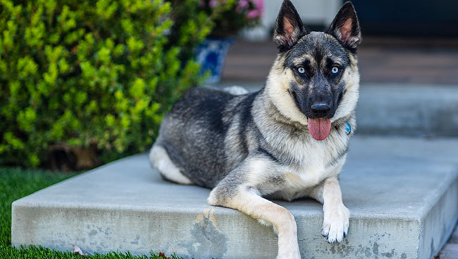 German Shepherd Husky Mix