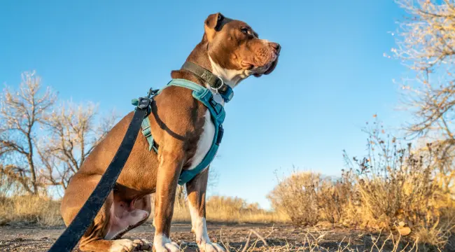 Types of Dog Harnesses