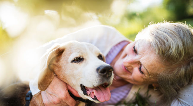 caring for an older dog