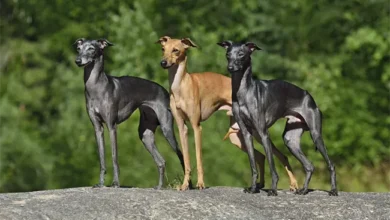 italian greyhounds