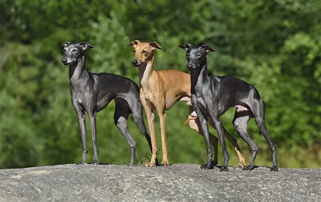 italian greyhounds