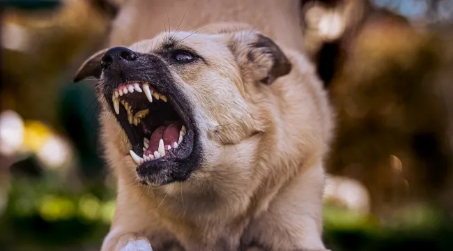 Aggressive Dog Behavior