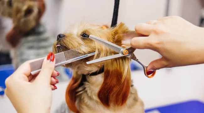 Best Dog Grooming Tools