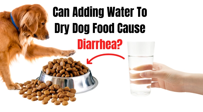 Can Adding Water To Dry Dog Food Cause Diarrhea?