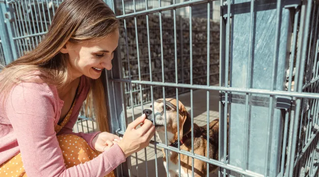 Engaging with your potential new pet before finalizing the adoption