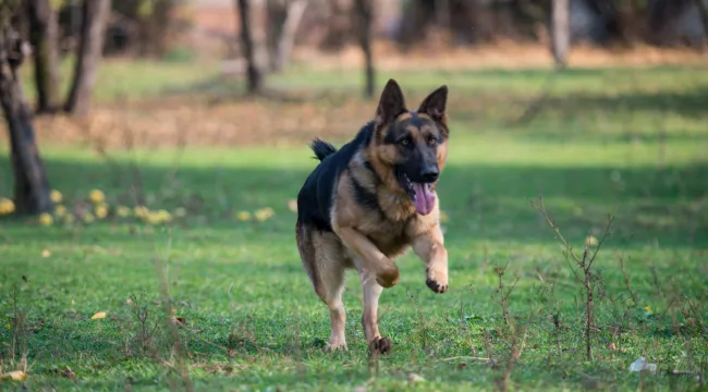 Factors That Contribute to A GSD’s Running Speed