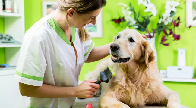 Golden Retriever Grooming and Maintenance