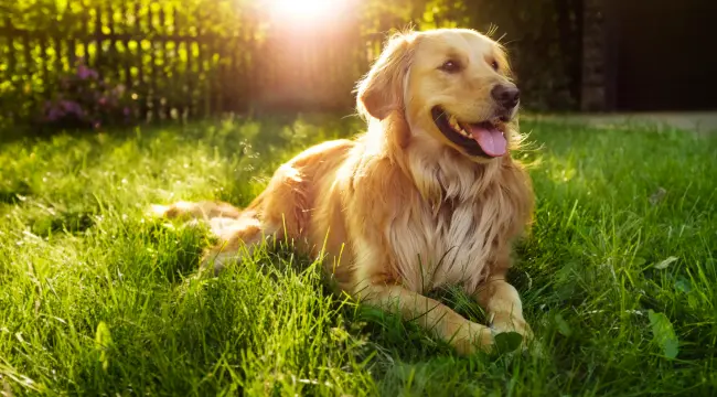 Golden Retriever