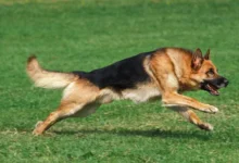 How Fast Can a German Shepherd Run
