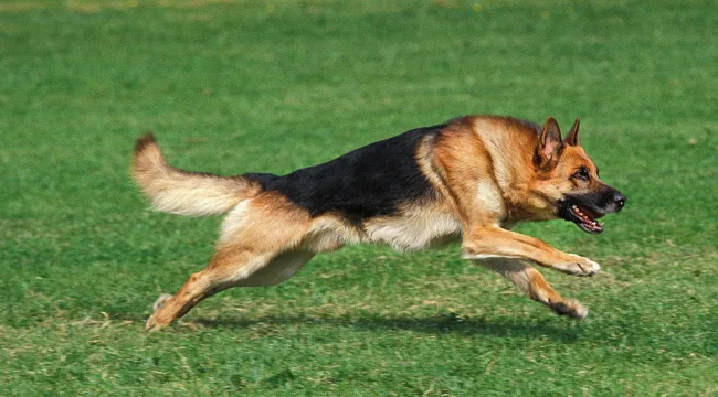 How Fast Can a German Shepherd Run