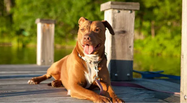 American Pit Bull Terrier